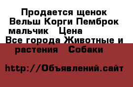 Продается щенок Вельш Корги Пемброк мальчик › Цена ­ 65 000 - Все города Животные и растения » Собаки   